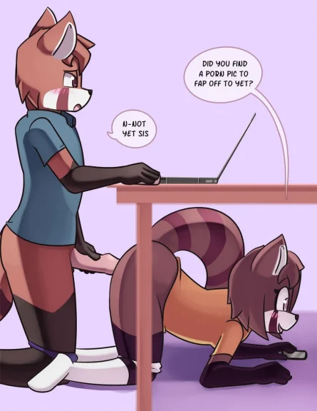 Red Panda Siblings